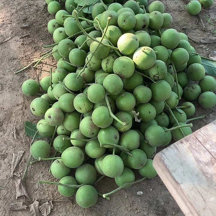 桃核吊坠盘山青皮