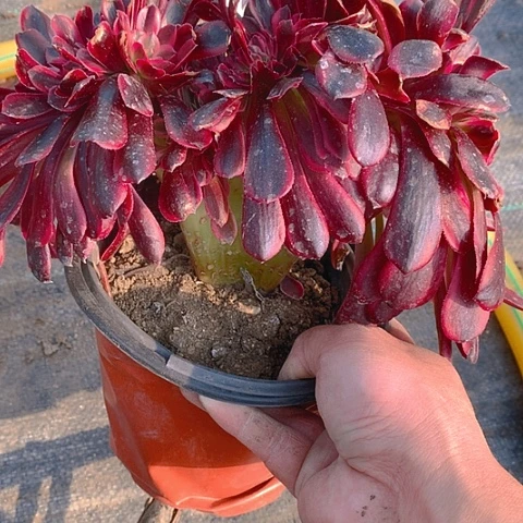 880美杜莎缀化多肉植物