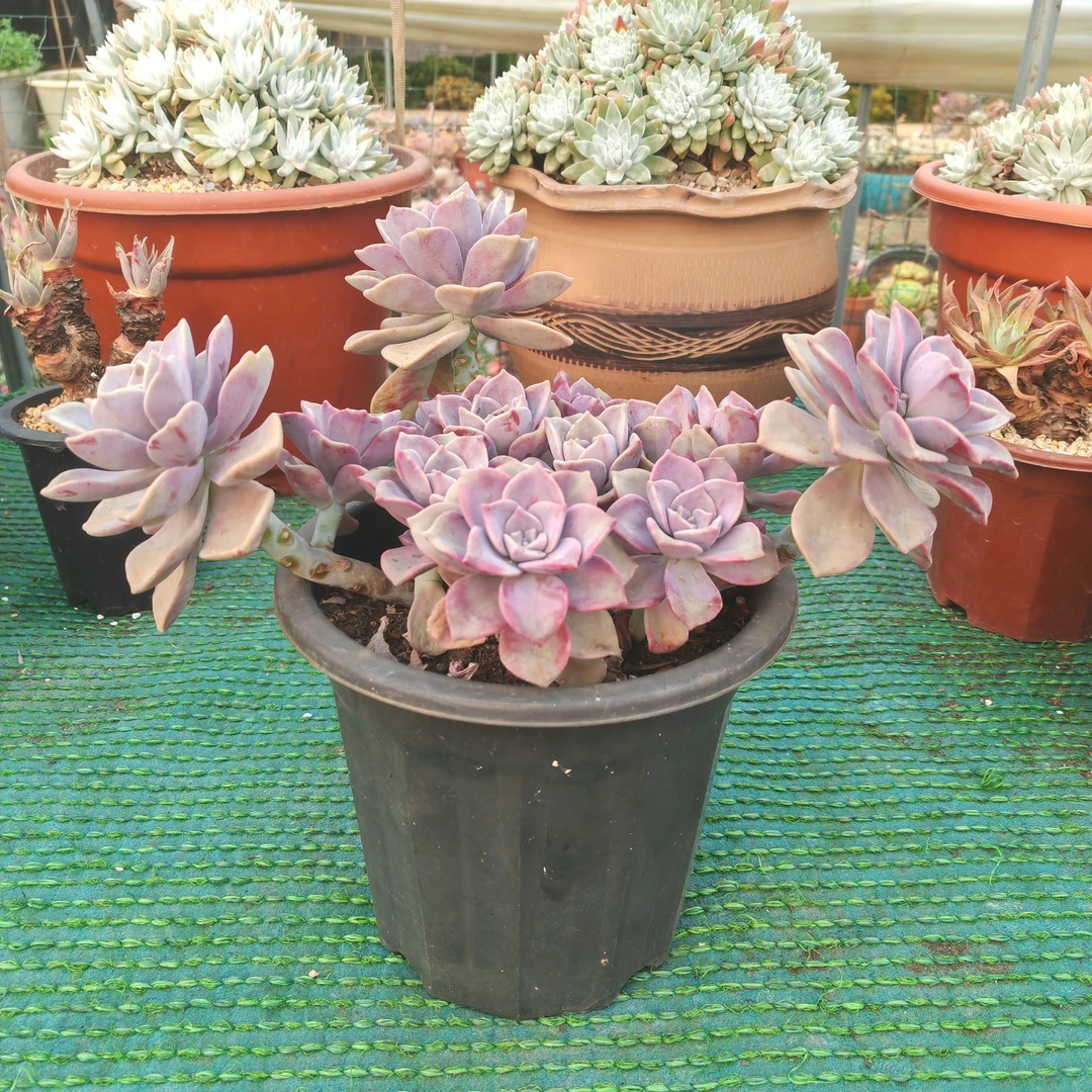 大群生紫乐多头群生植物【掉叶断枝不售后，介意请不要拍哦】