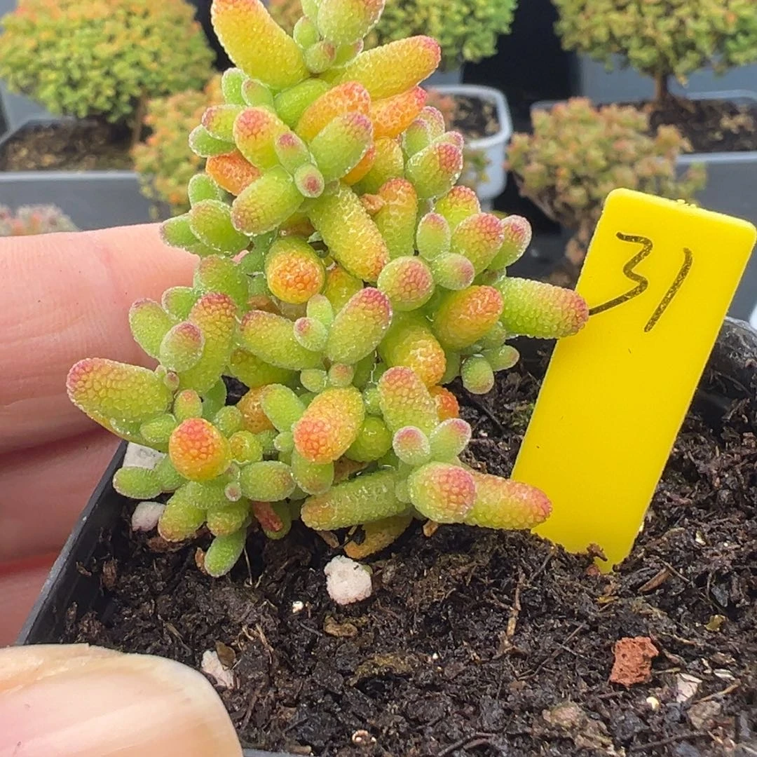 金桔糖球31号5.5cm盆