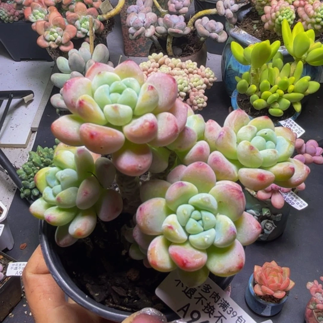 白罗琦961/8cm多肉