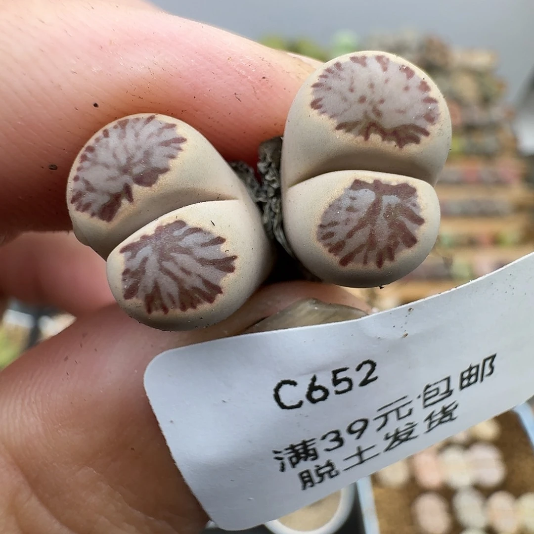 652多肉哈哈哈哈哈哈哈