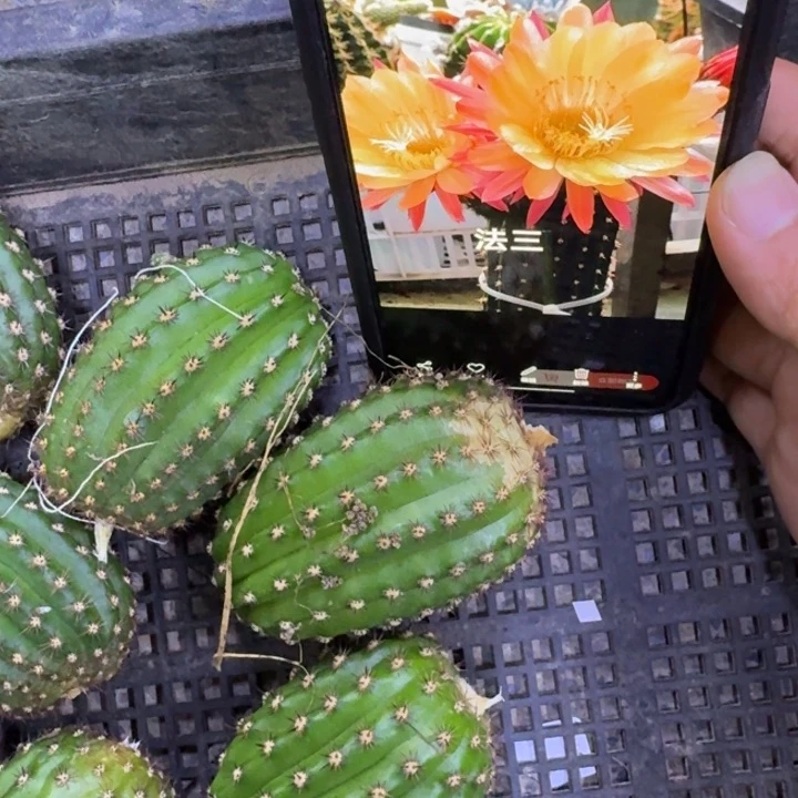 17毛法三歪5公分左右无根侧牙，20包邮