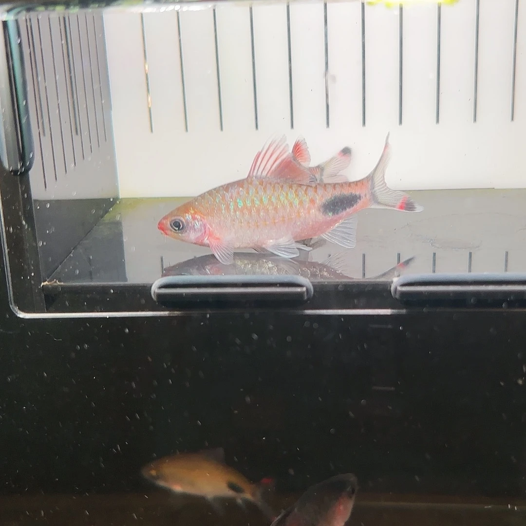 海水鱼红杂两条 小公鱼7-8 cm