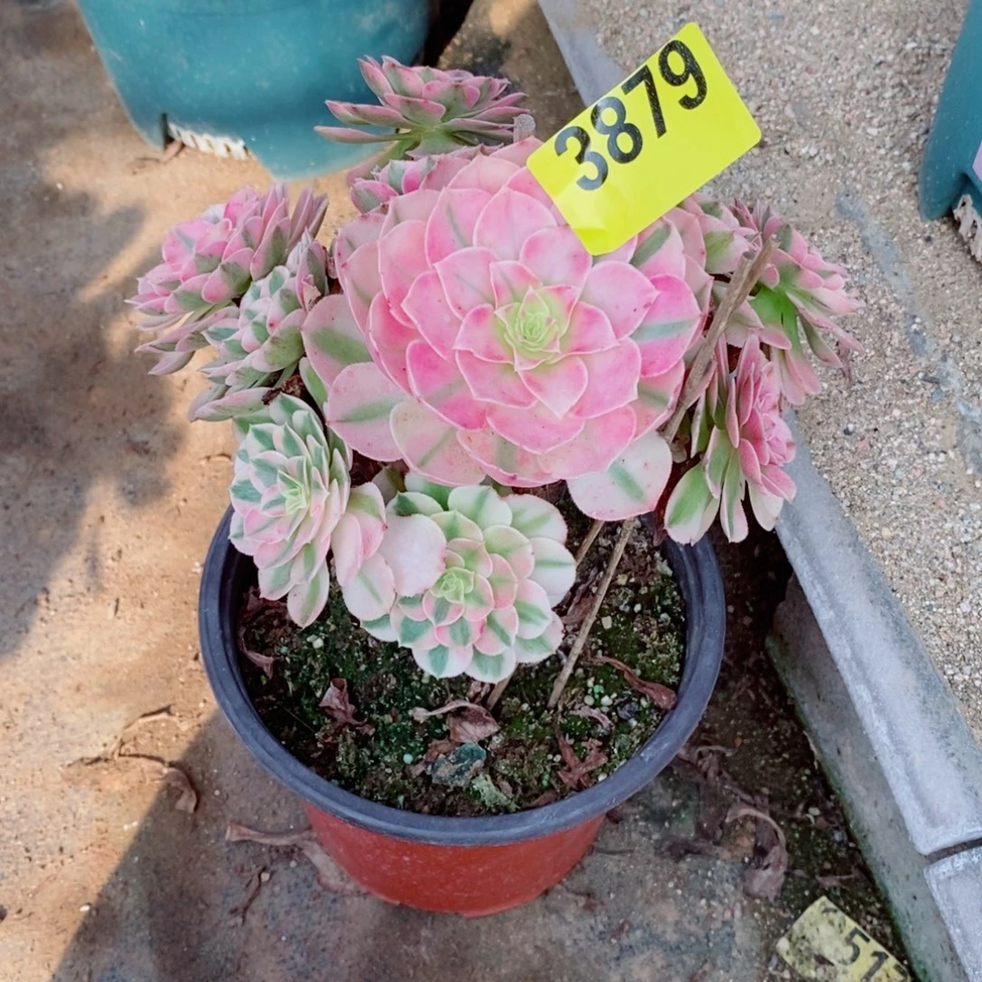 荔枝小颗多肉法师3879