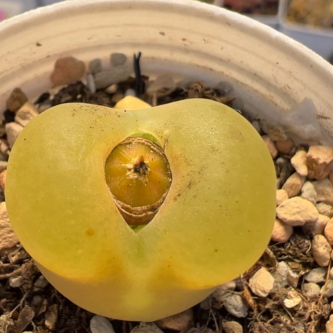 63多肉植物百科知识