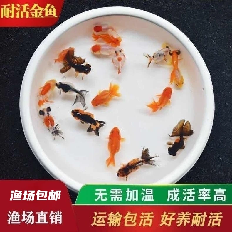 兰寿玛丽泰狮鎏金练手鱼苗闯缸金鱼耐养易活包邮包路损