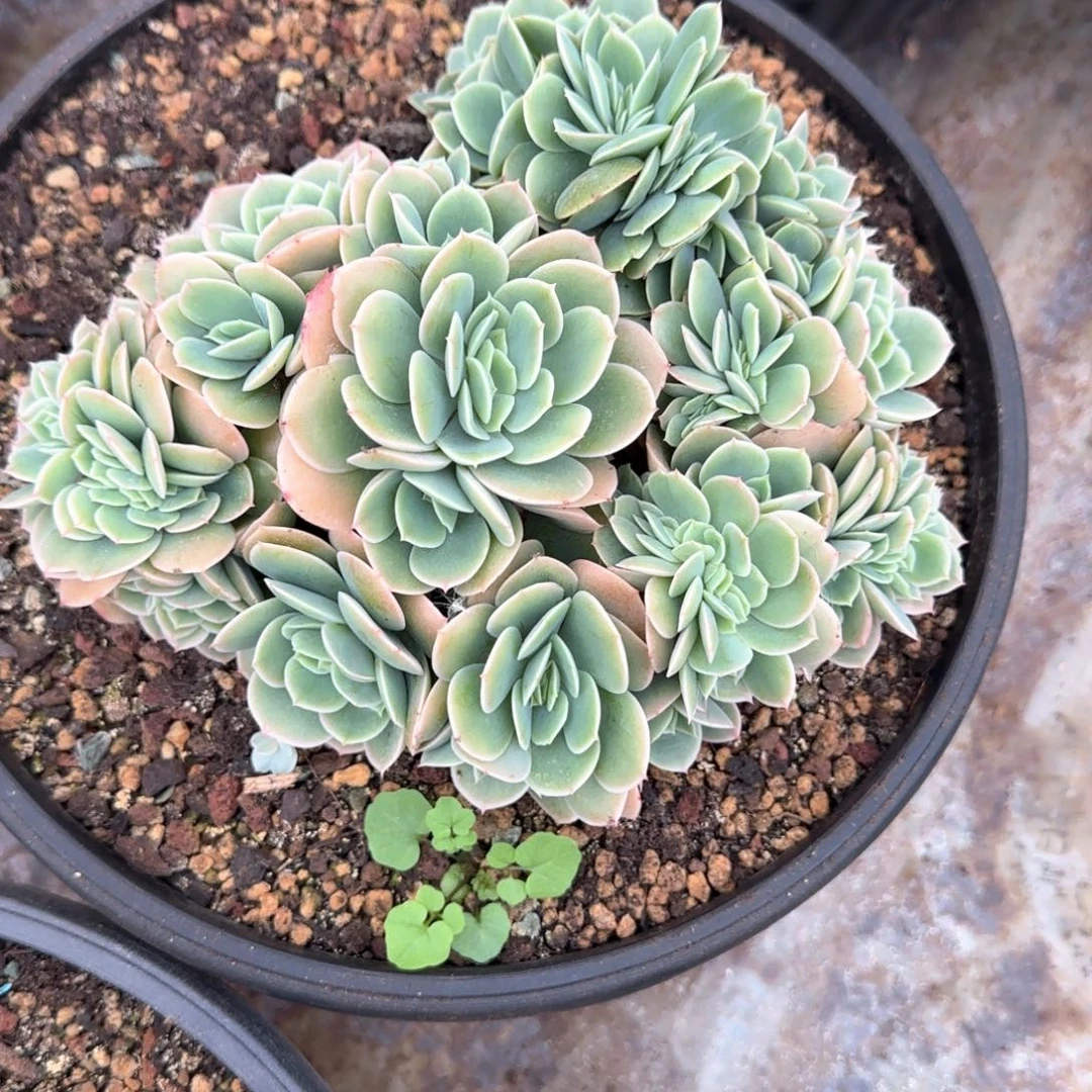 多肉植物多肉植物
