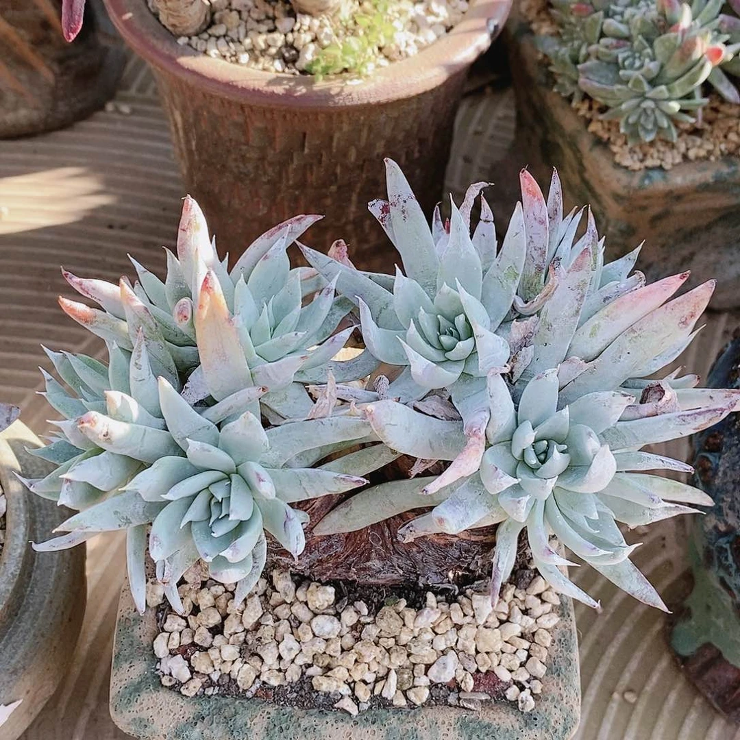 【闪购商品】哈哈哈雪奴多肉2117