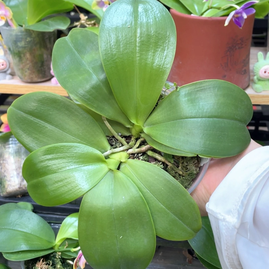 当前无花栽培后可以开花【蓝孔雀交蓝路帝】叶损，壮苗双苗，有老化根