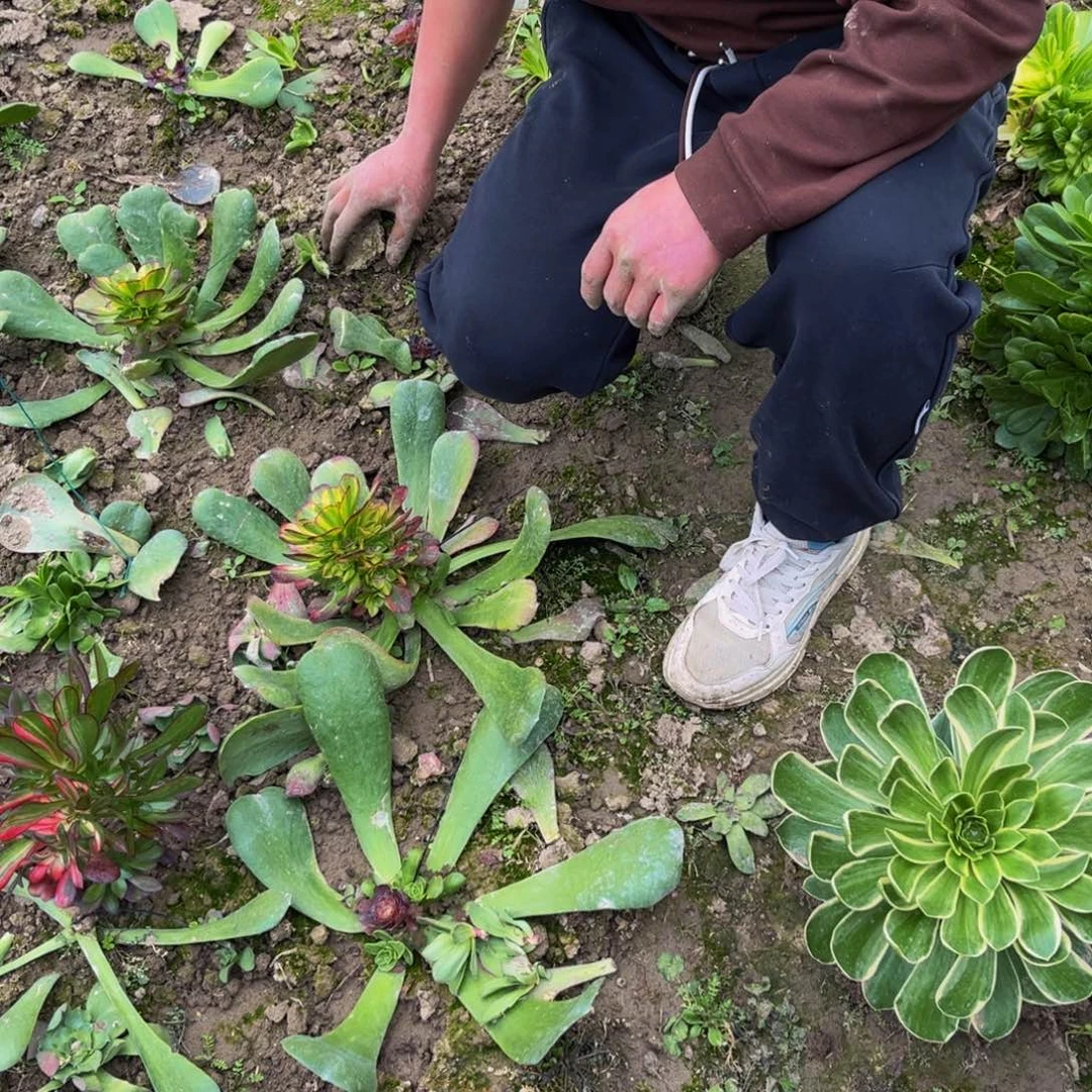 ?***u暴君多肉植物捧花的