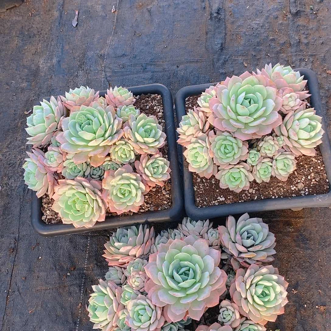 恋曲手捧三盆打包带走