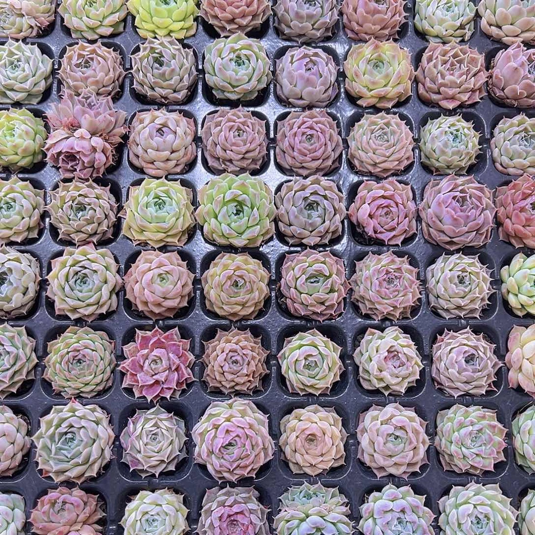 小小罗拉克5个19包邮多肉