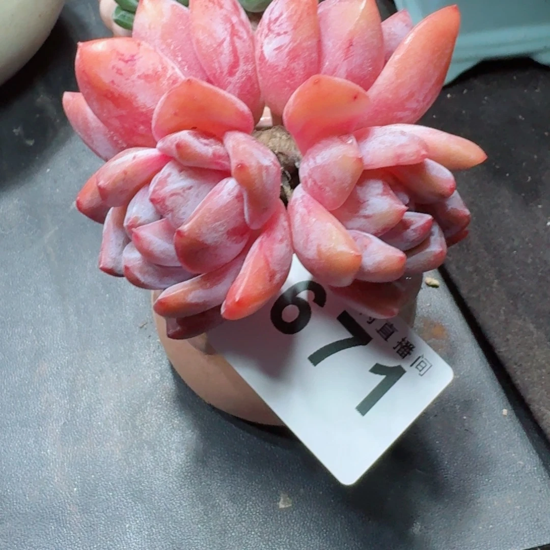 四头群生      开心笑容难抵抗，积极乐观正能量