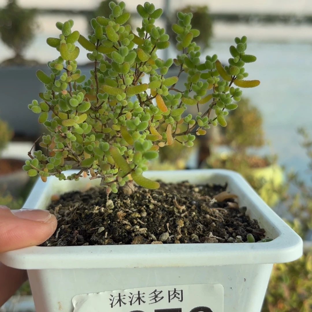 376蜜橘糖球枝干番行