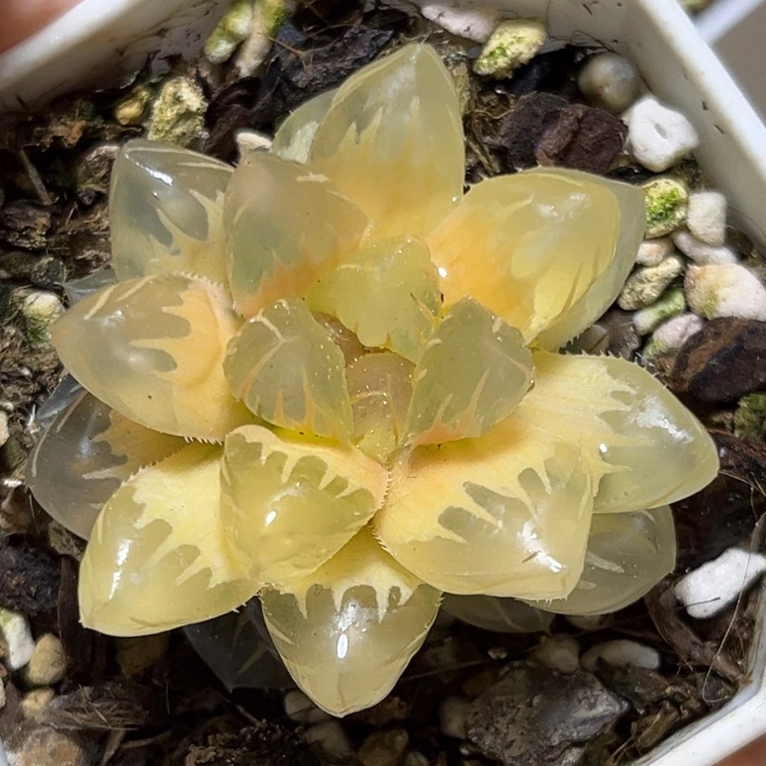 恭喜发财大吉大利889