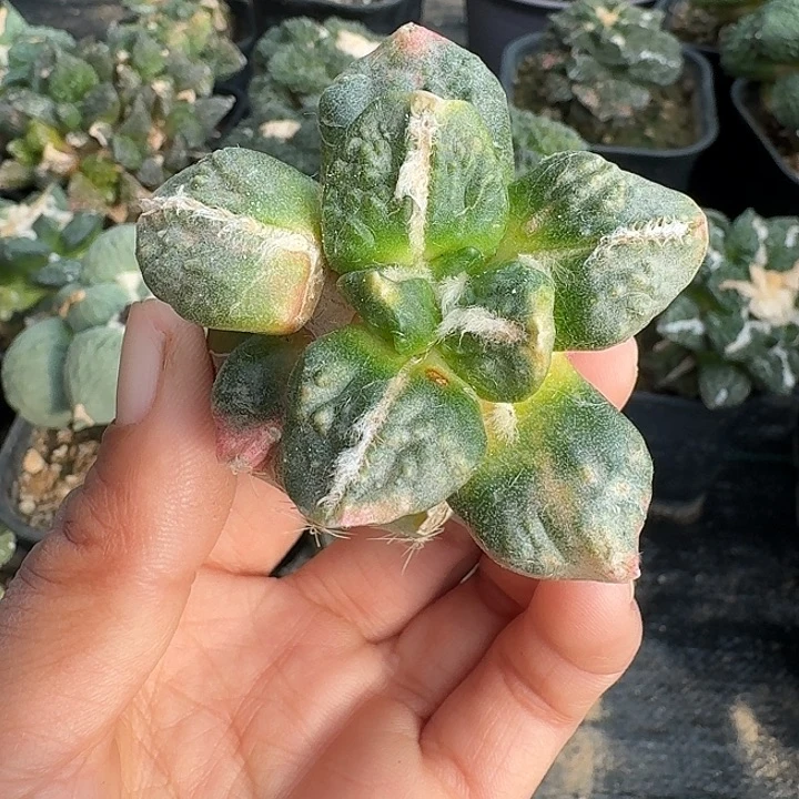 无花朵918黑斯拉牡丹锦