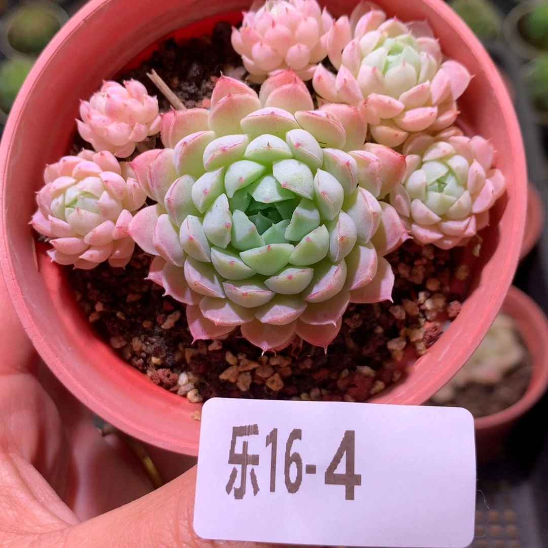 乐然16-4 羊脂球 不包整