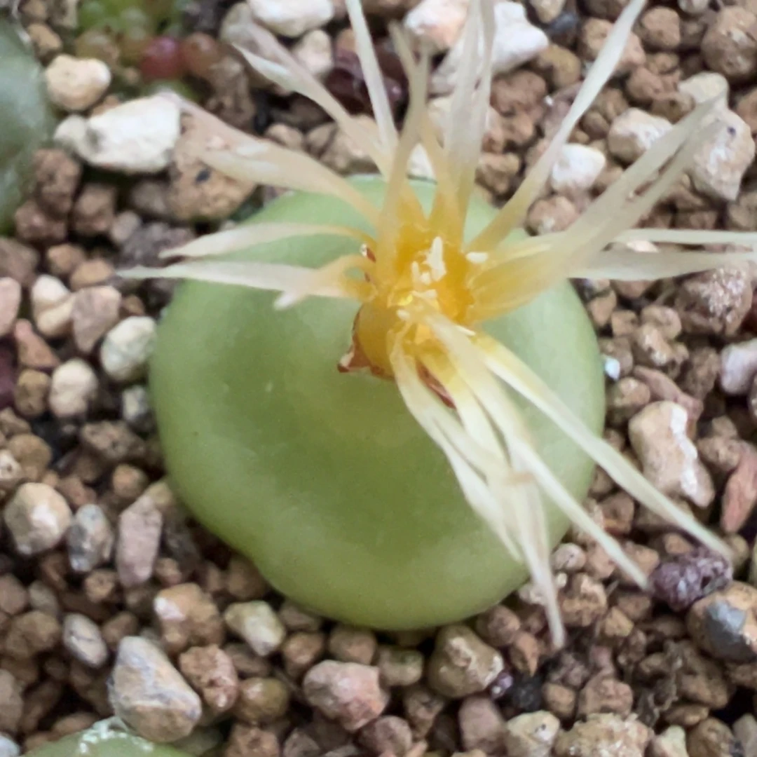 1.7公分大飞碟型哈默 肉锥植物