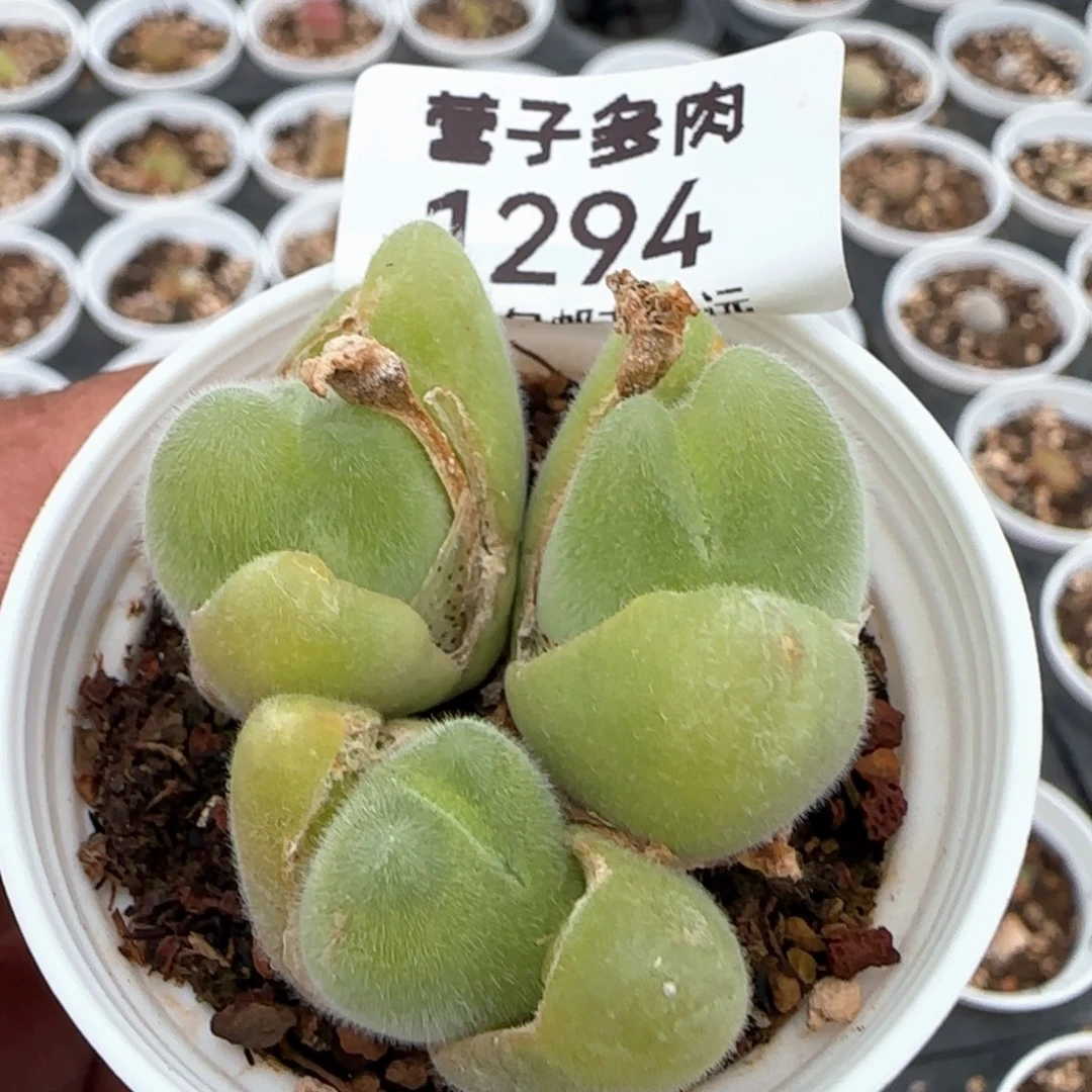 长毛带盆土。