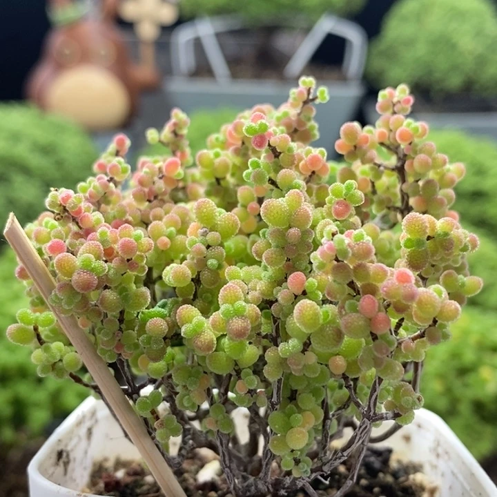 蜜橘糖球8299枝干番杏