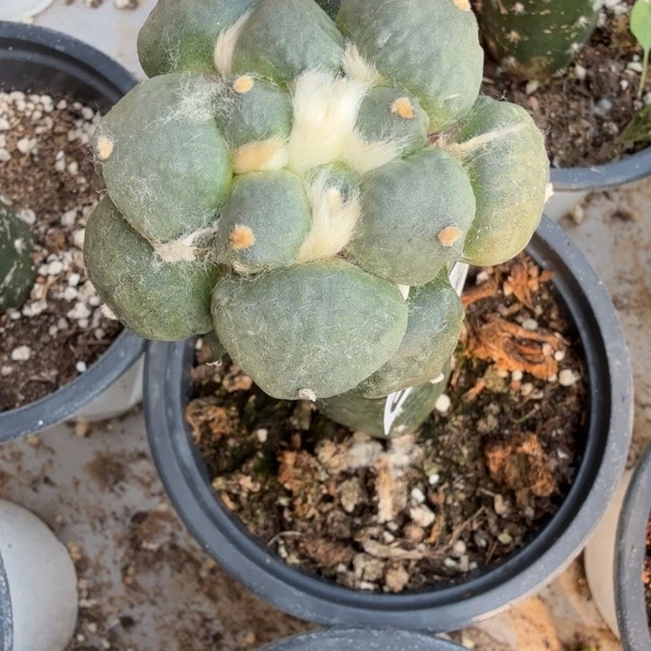 无花朵446丸叶青瓷牡丹东二