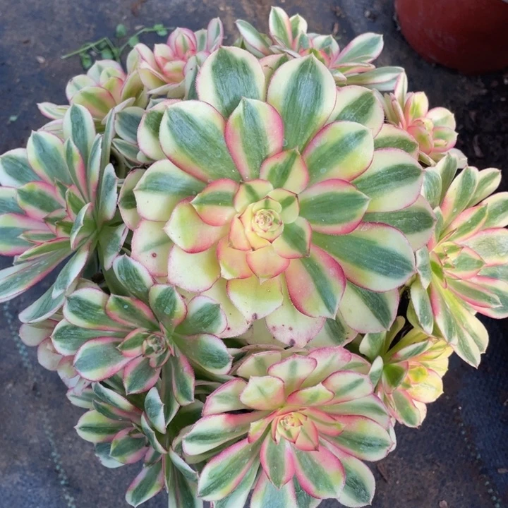 784荔枝精品法师多肉