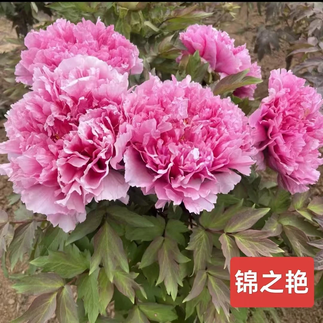 【锦之艳】粉色系大花重瓣牡丹