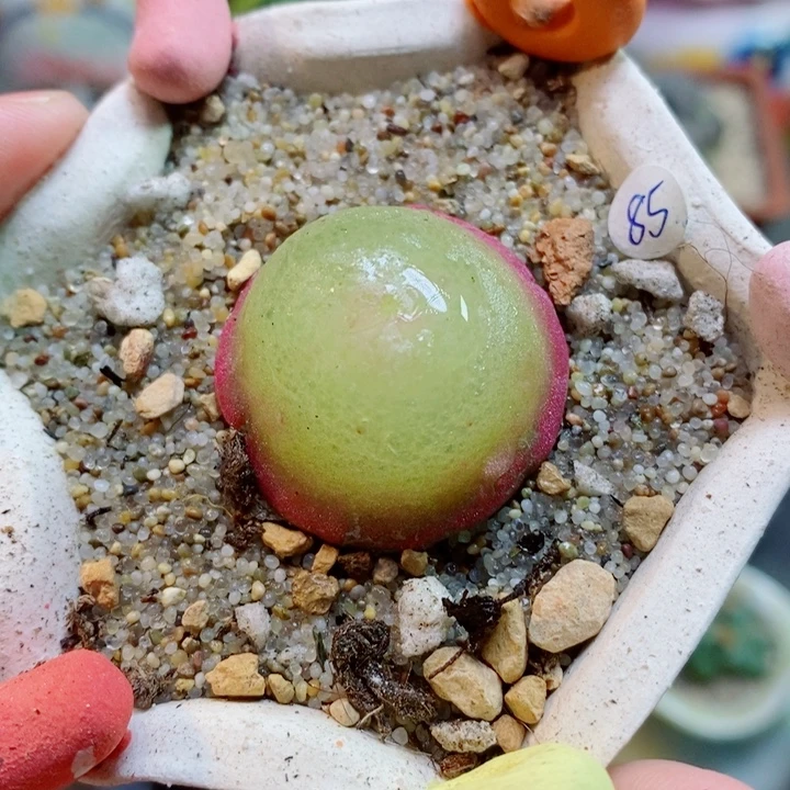 生石花喜干少浇水550