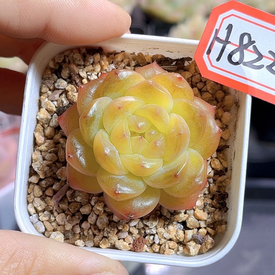 H822  新品珍妮满18包邮