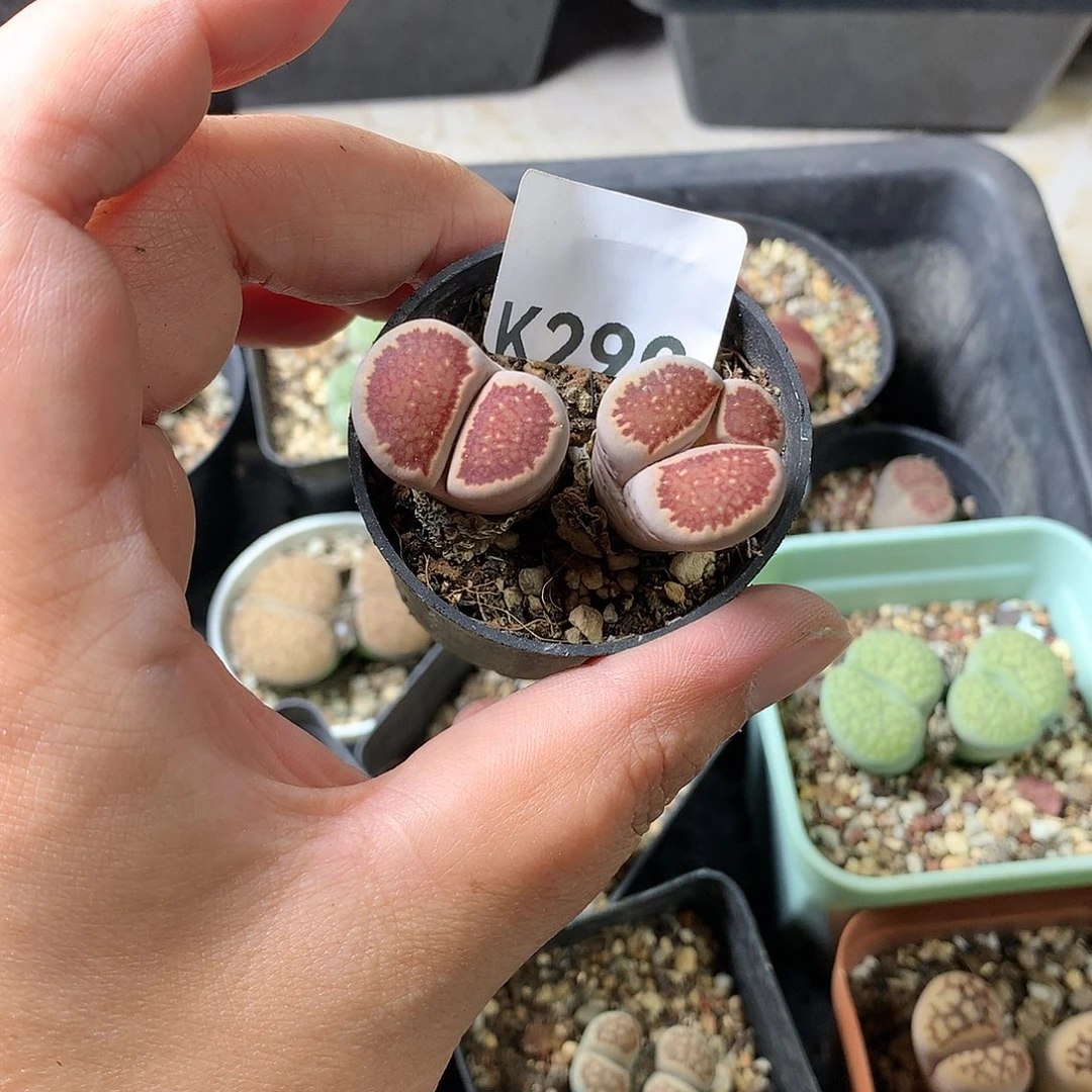 肖*子k290多肉植物保护研究所