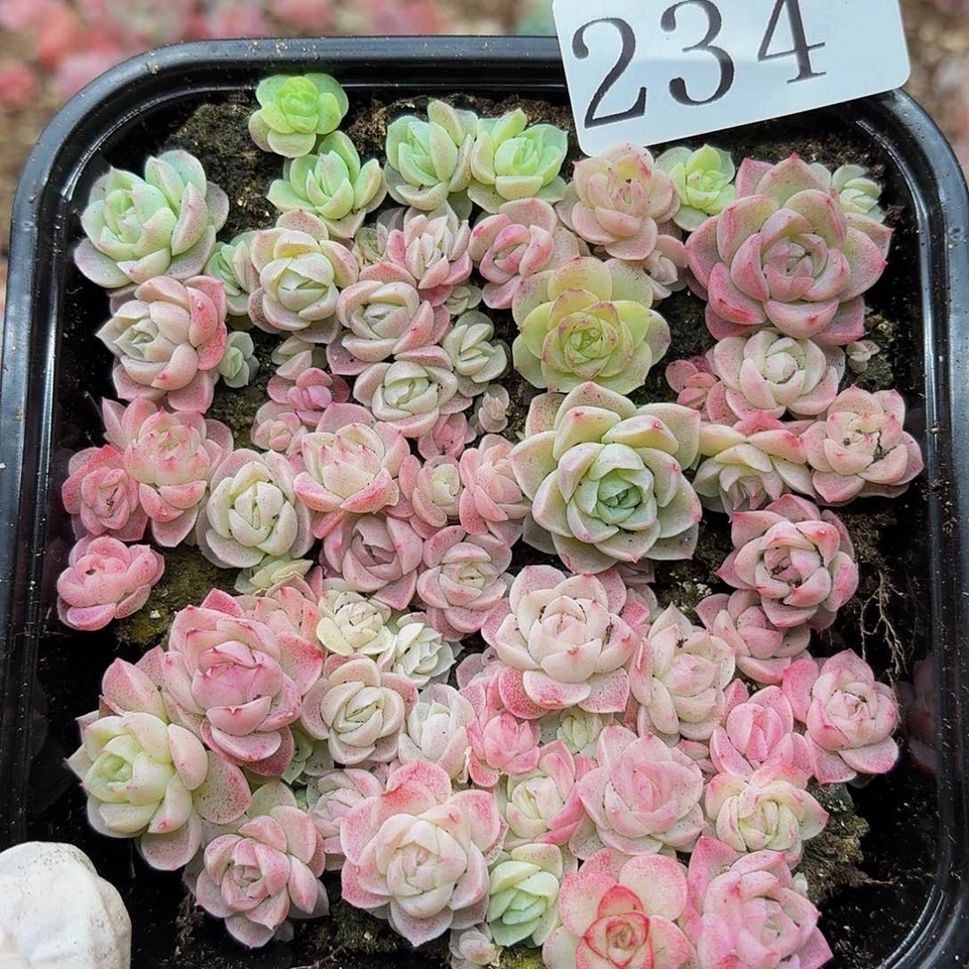 多肉植物多肉植物234