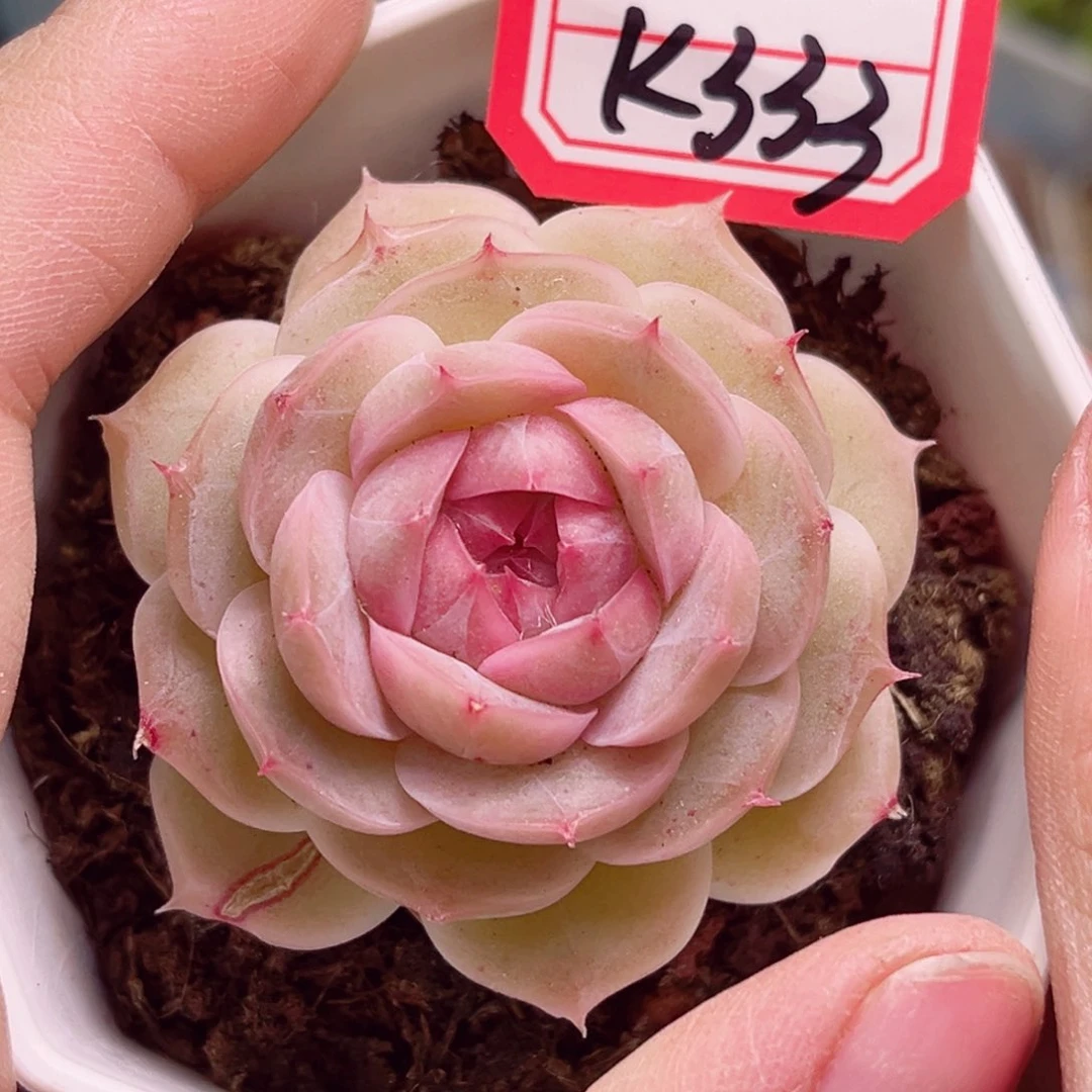 K333一物一拍 奶豆