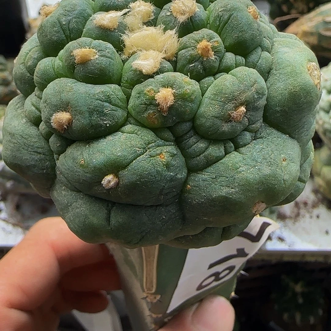 黑肌大尤718仙人球