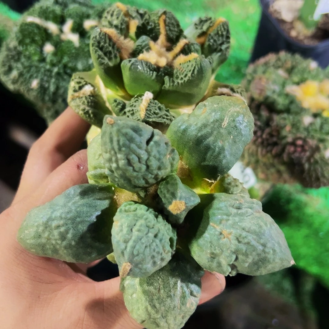 无花朵福利两颗牡丹798
