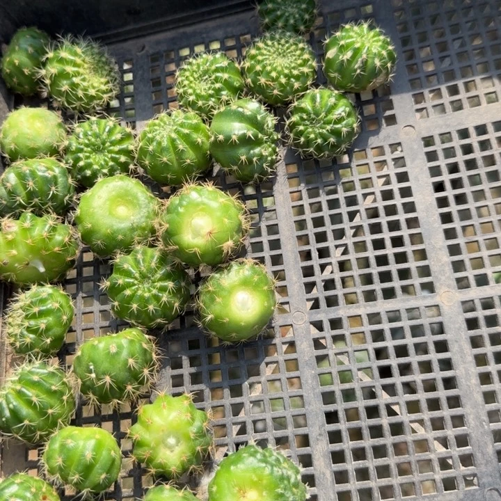 323丽花歪无根侧牙3公分左右，20包邮