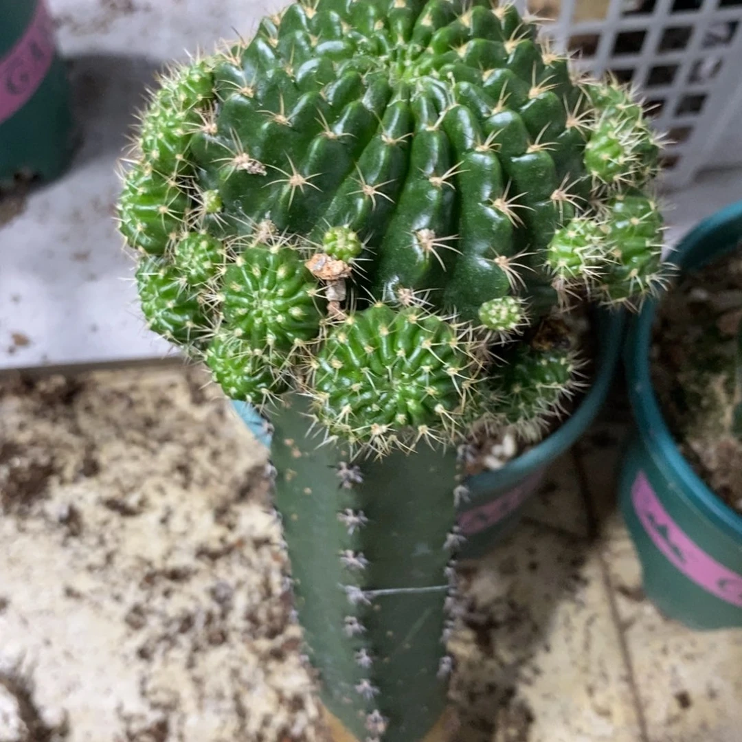 新品丽花秋香母本绣谱群生