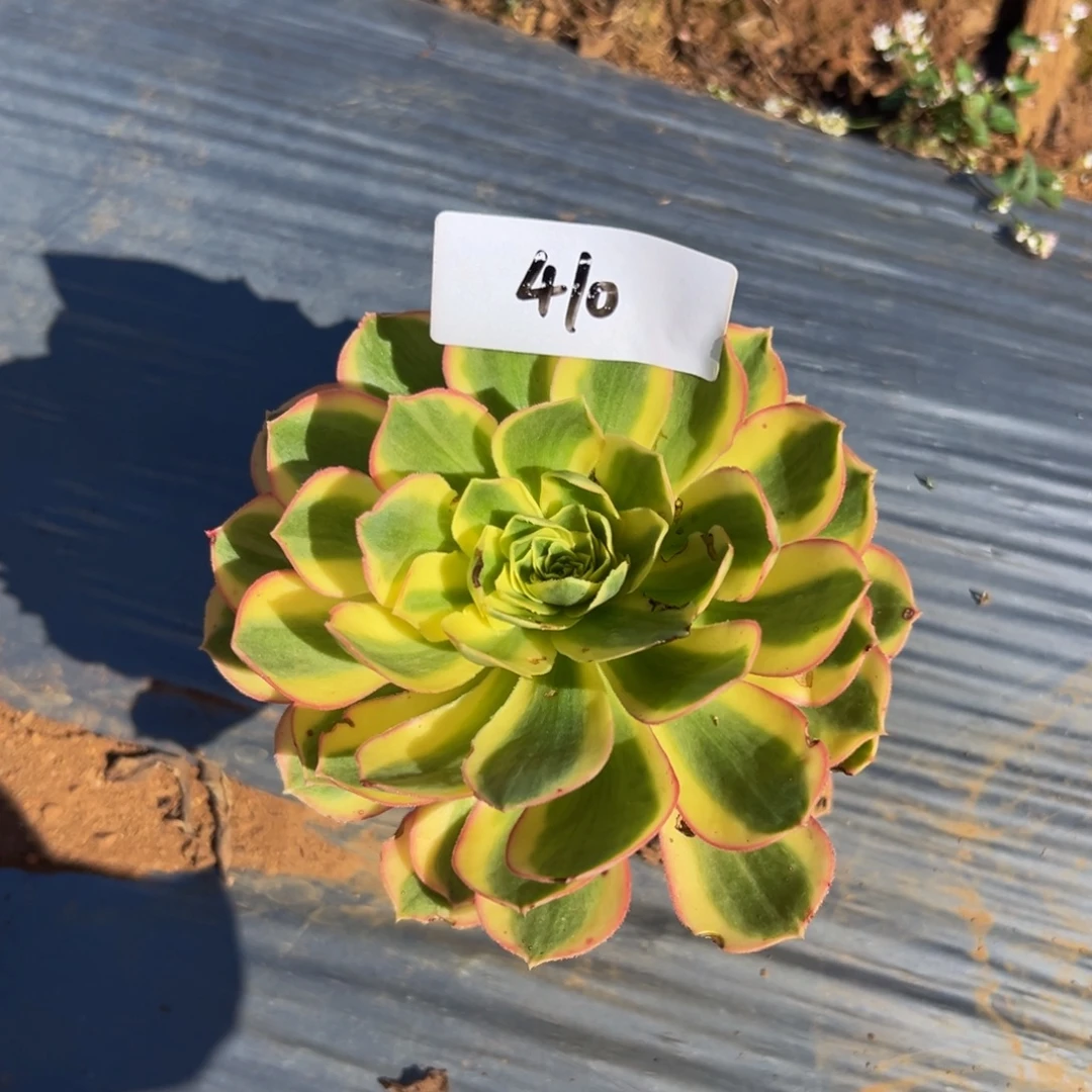 多肉植物410脱土的