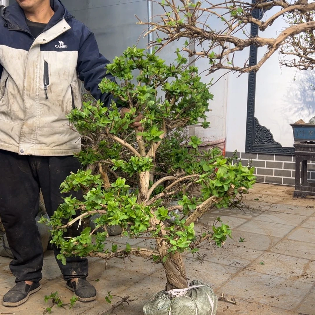 无花朵金银花89898888588888588