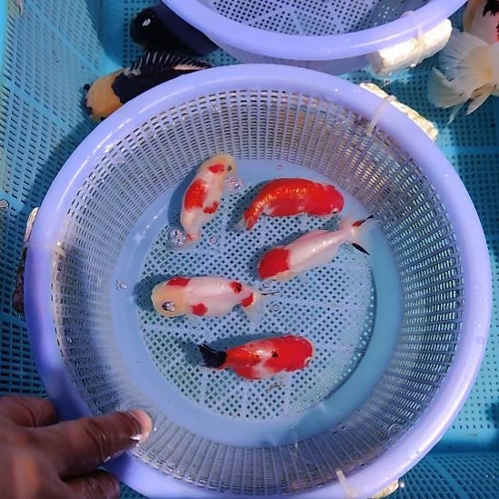 金鱼084小兰寿五条特价顺丰包邮