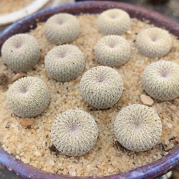 实生月世界一颗一颗