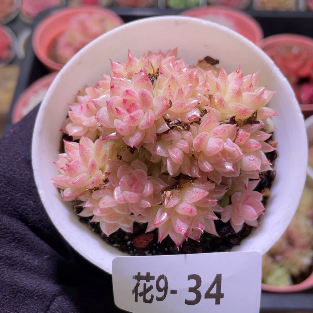 花利美9-34麦秆群