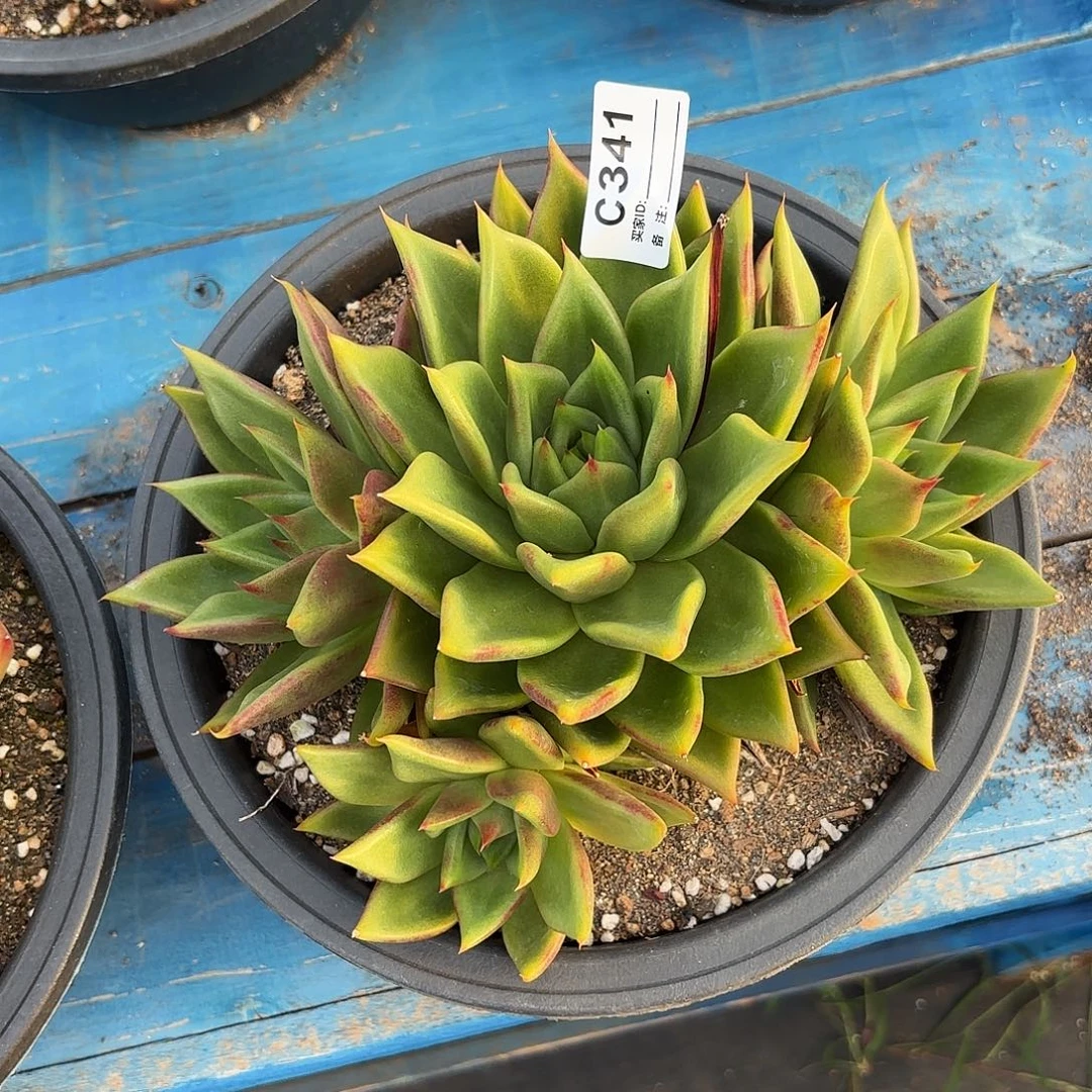 若如东云单拍c341