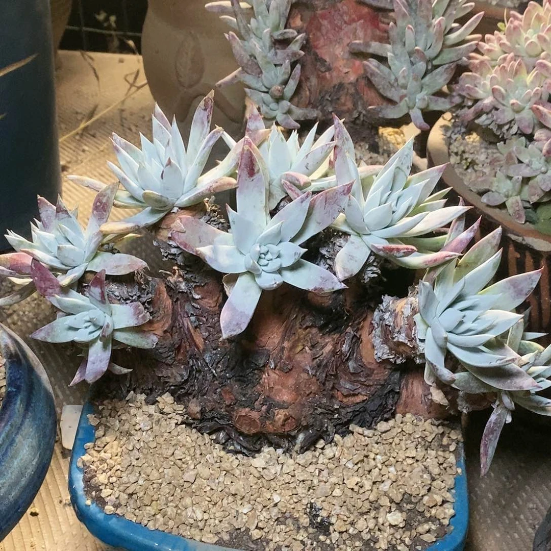 【闪购商品】流丹雪山多肉2284