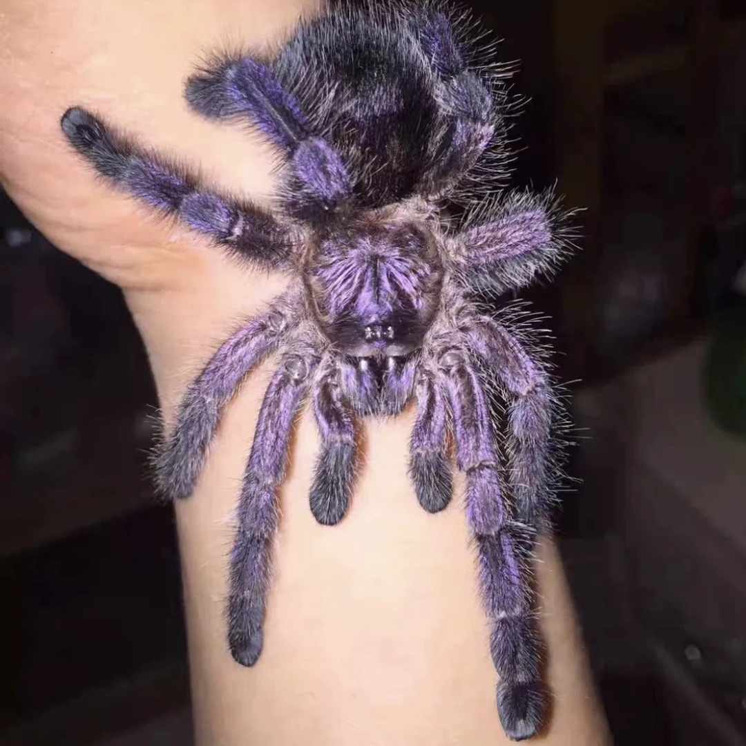 厄瓜多尔紫粉趾 宠物蜘蛛 温顺 新手入门好养