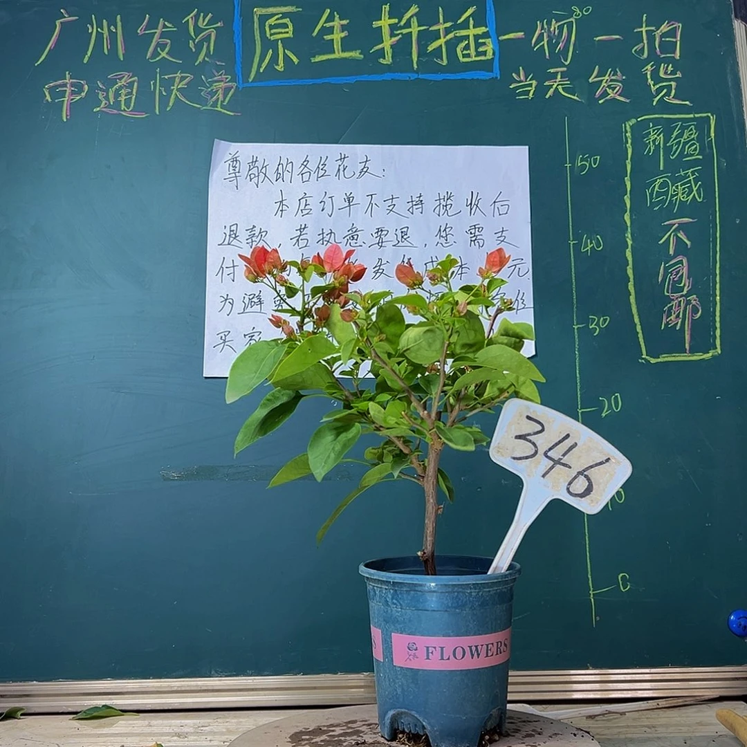 当前无花栽培后可以开花甜西瓜346