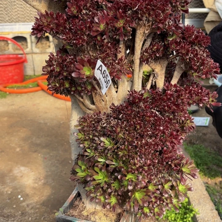 八***后瑞妈，，。。。。。656黑缀朵朵