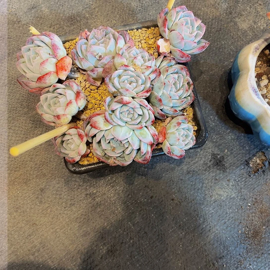 蓝色黑盆一物一拍15.8