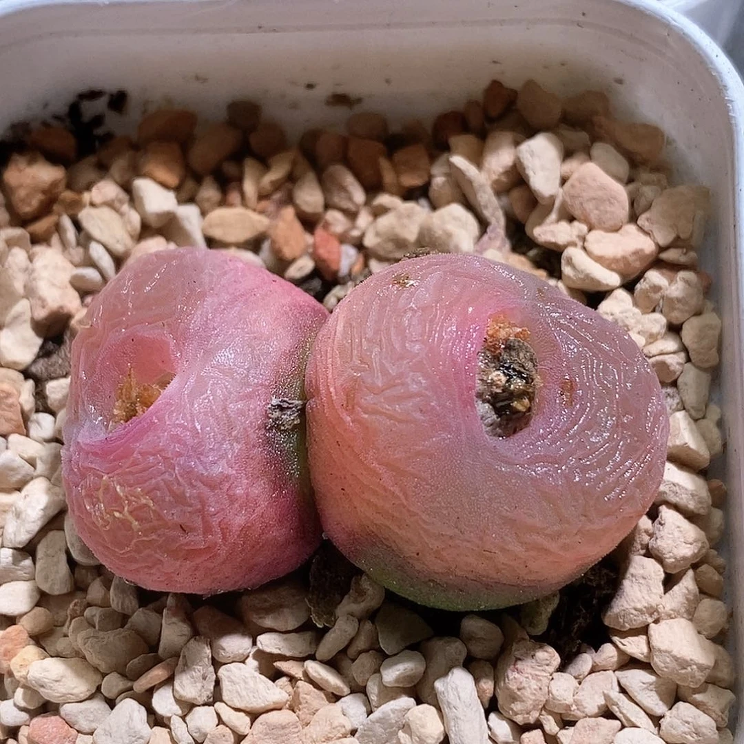 好看好看好看好看