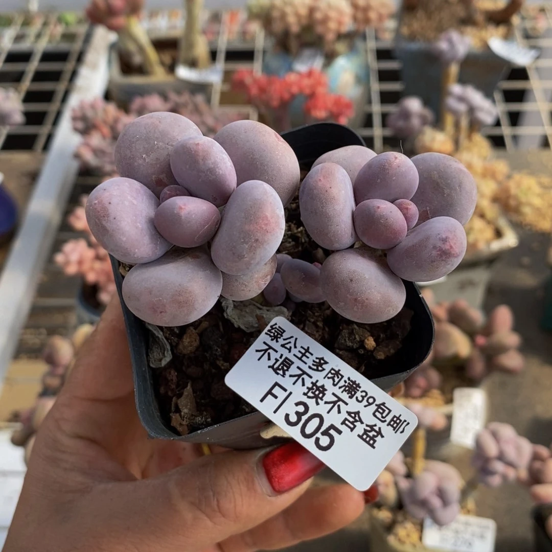 彩虹奶酪305/7c m